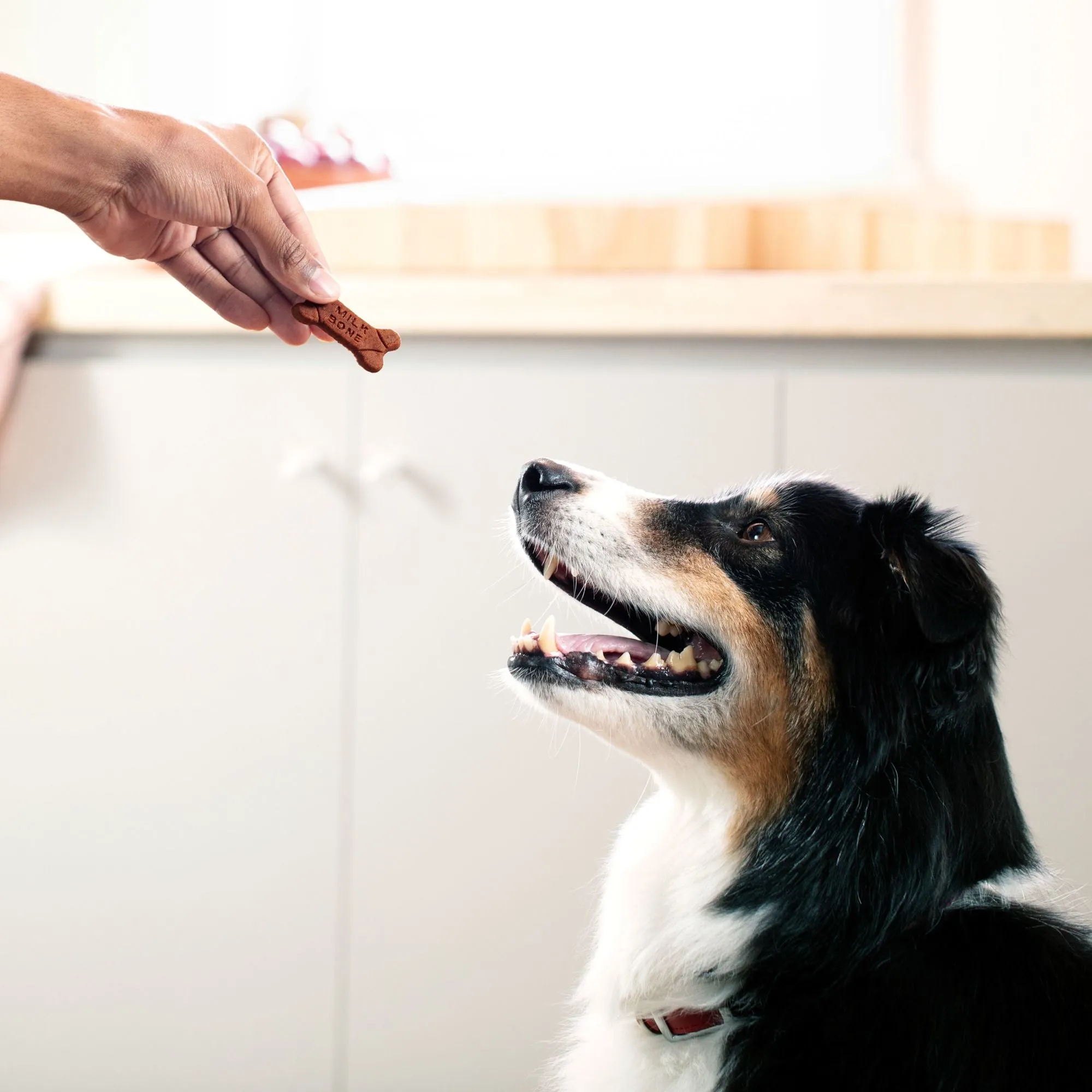 Milk-Bone Soft and Chewy Dog Treats, Beef & Filet Mignon Recipe With Chuck Roast, 5.6oz Bag