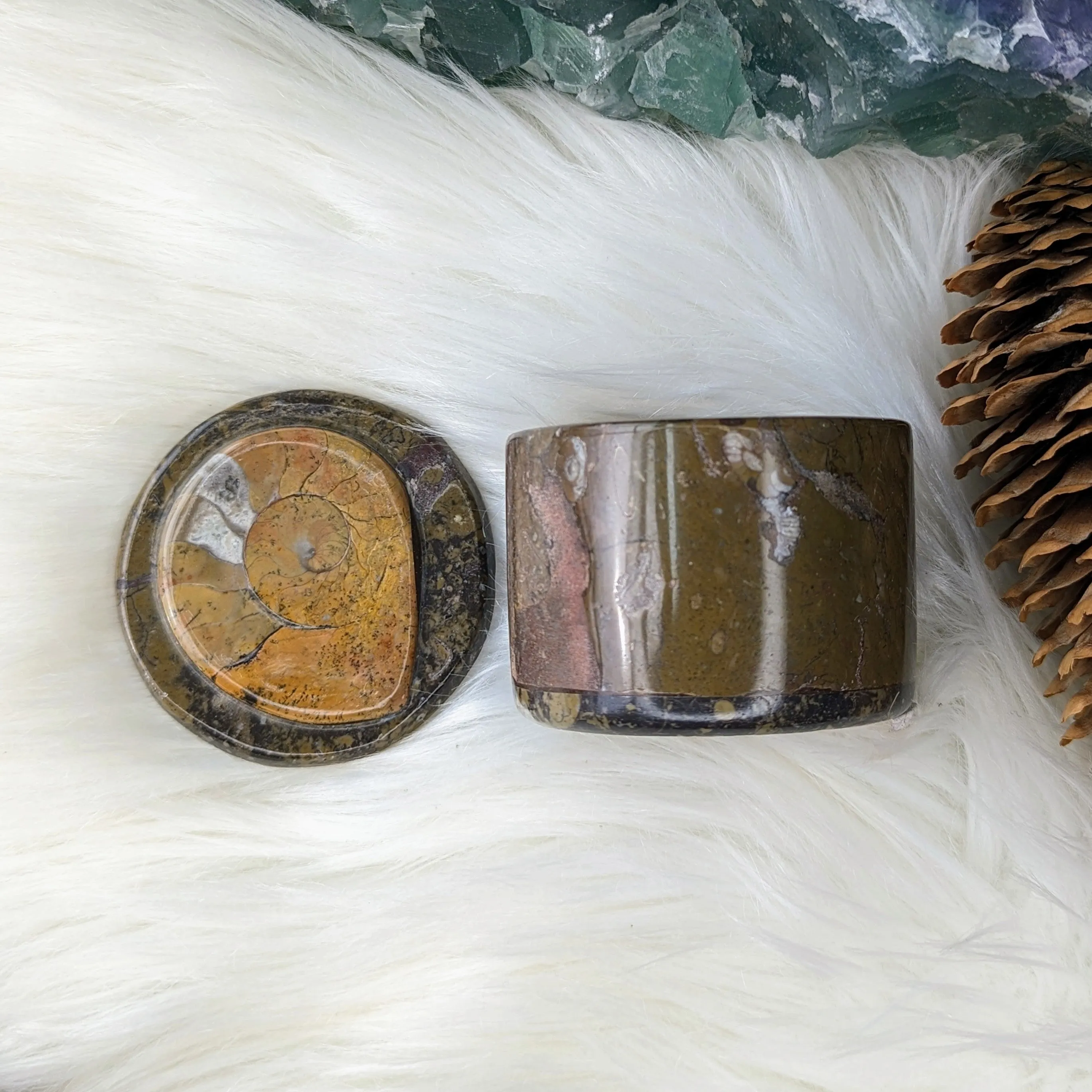 Polished Goniatite Natural Fossil Jewelry and Trinket Box~ Charge with Earth and Cosmic Healing Energies