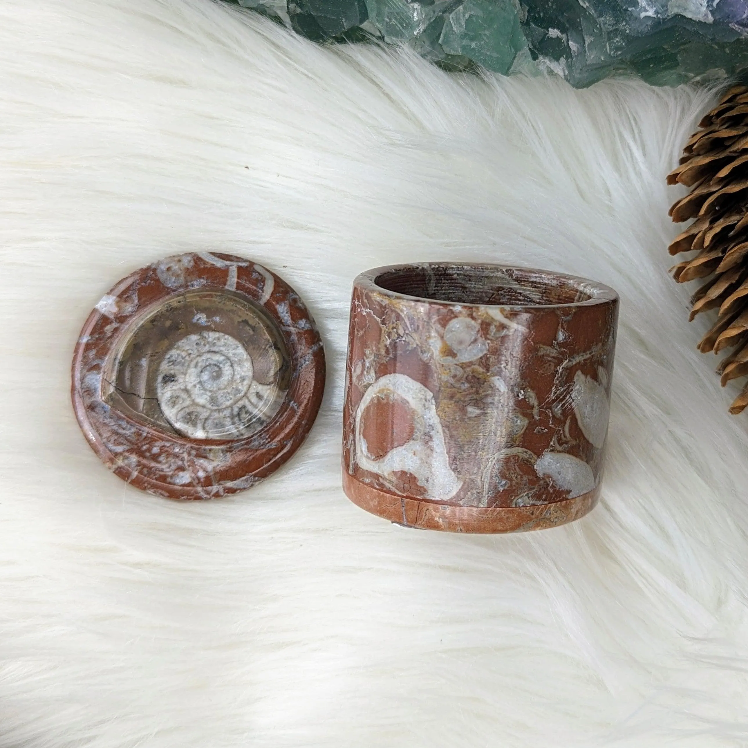 Polished Goniatite Natural Fossil Jewelry and Trinket Box~ Charge with Earth and Cosmic Healing Energies